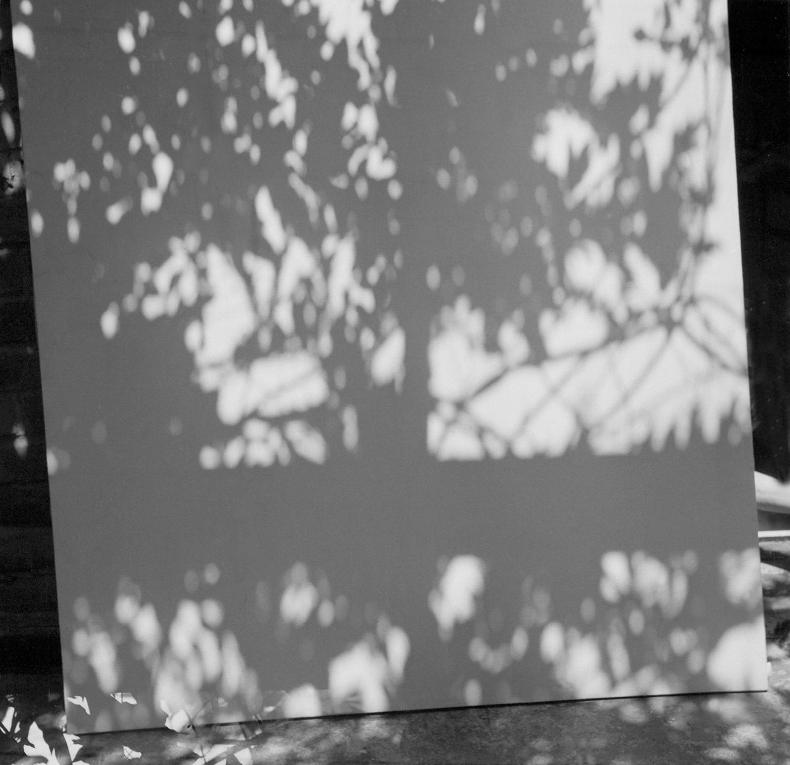 Z cyklu Světlo – Vistárie, 1995, sádrokarton