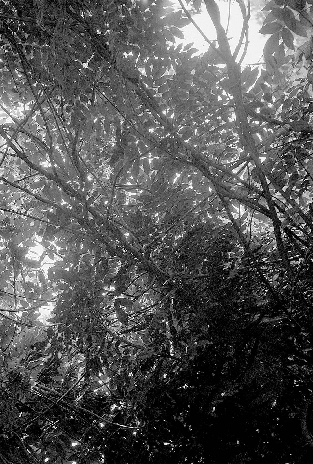 Z cyklu Světlo – Vistárie, 1995