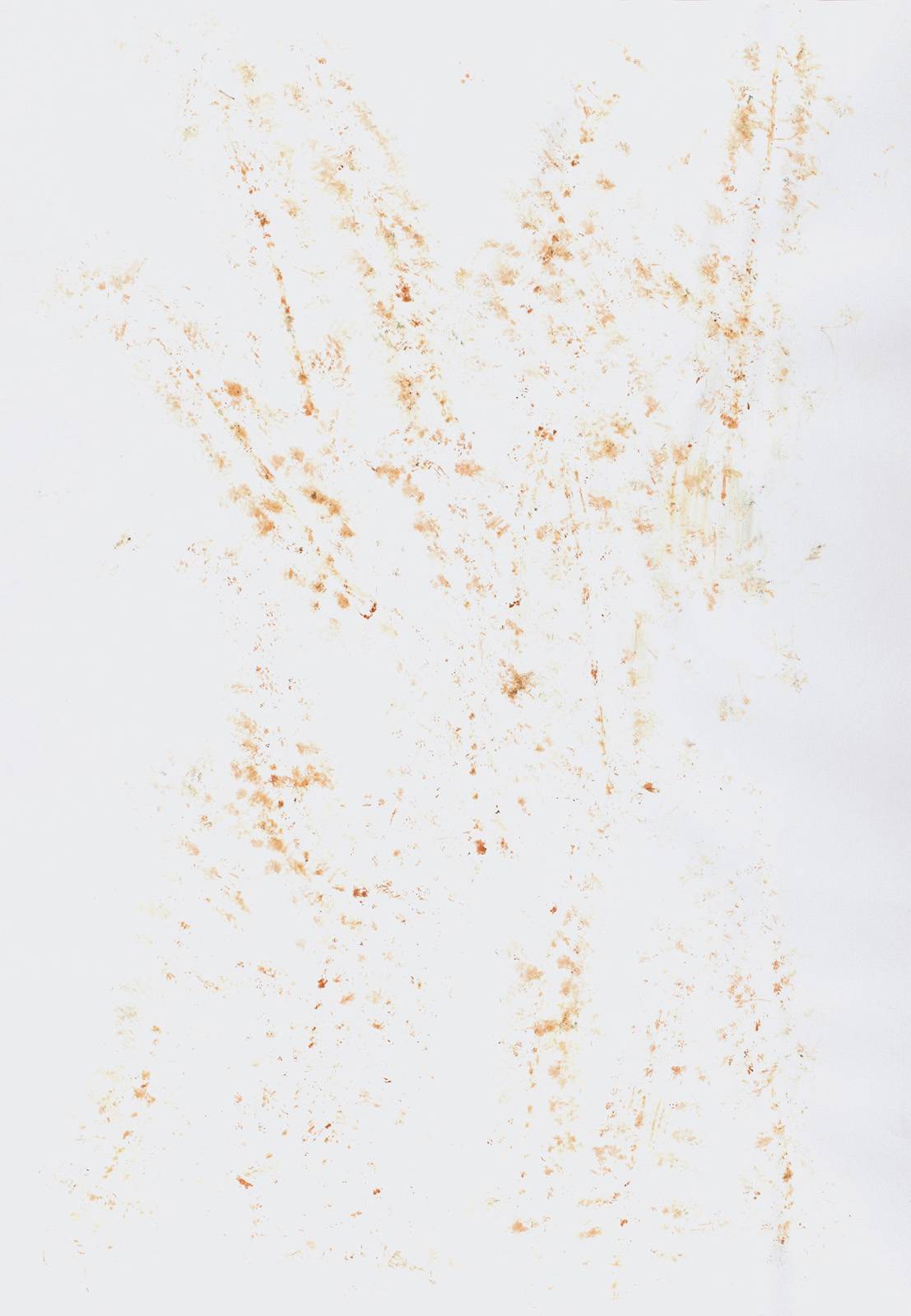 Z cyklu Terasa, 2000, otisk pigmentu květů vistárie, grafický papír, 841 x 594 mm