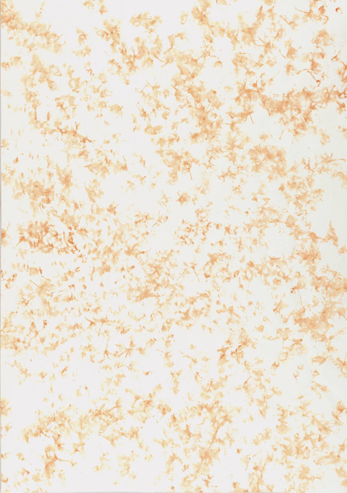 Z cyklu Terasa, 2000, otisk pigmentu květů vistárie, grafický papír, 841 x 594 mm